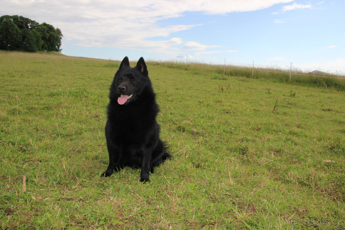 Šiperka s PP- nabízím krytí plnochrupým zdravým psem - 11