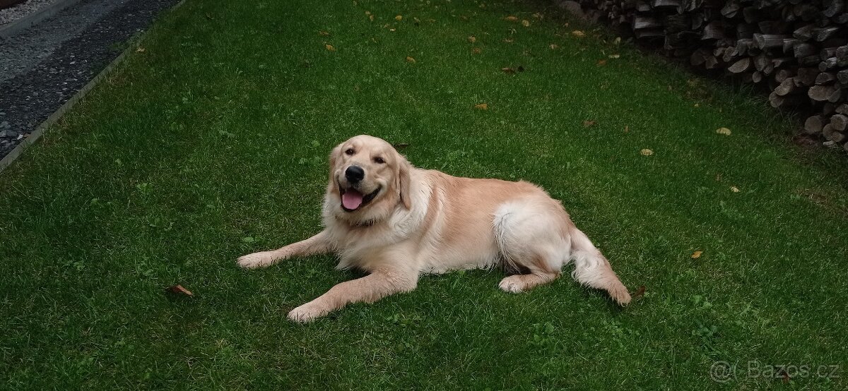Krytí - zlatý retrívr - 11