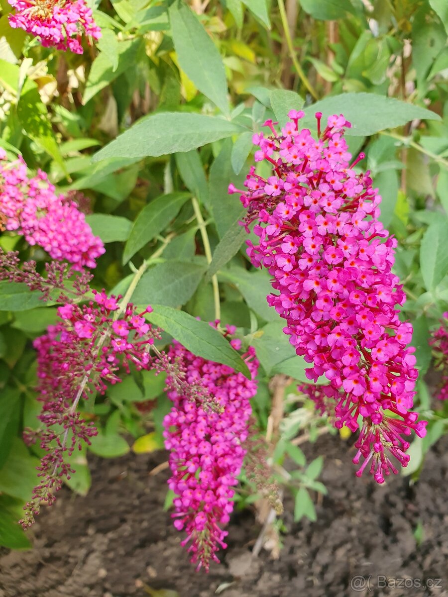 Motýlí keř, komule Davidova - 11