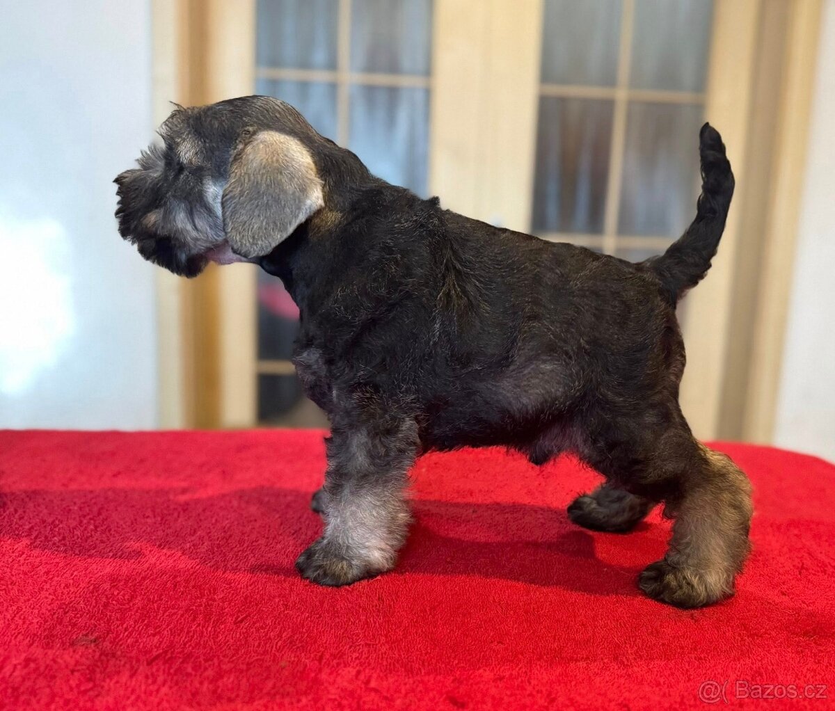 Knírač malý pepř a sůl - 11