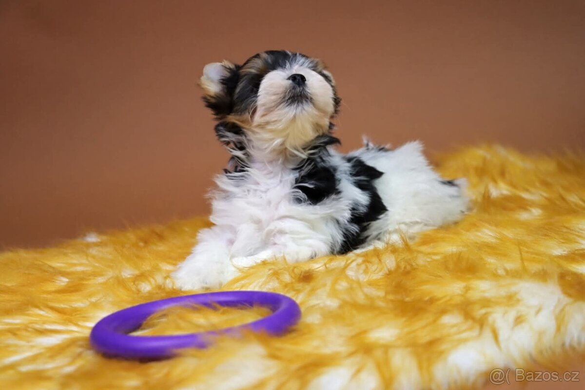 Biewer jorkšírský terriér - pejsek - 11