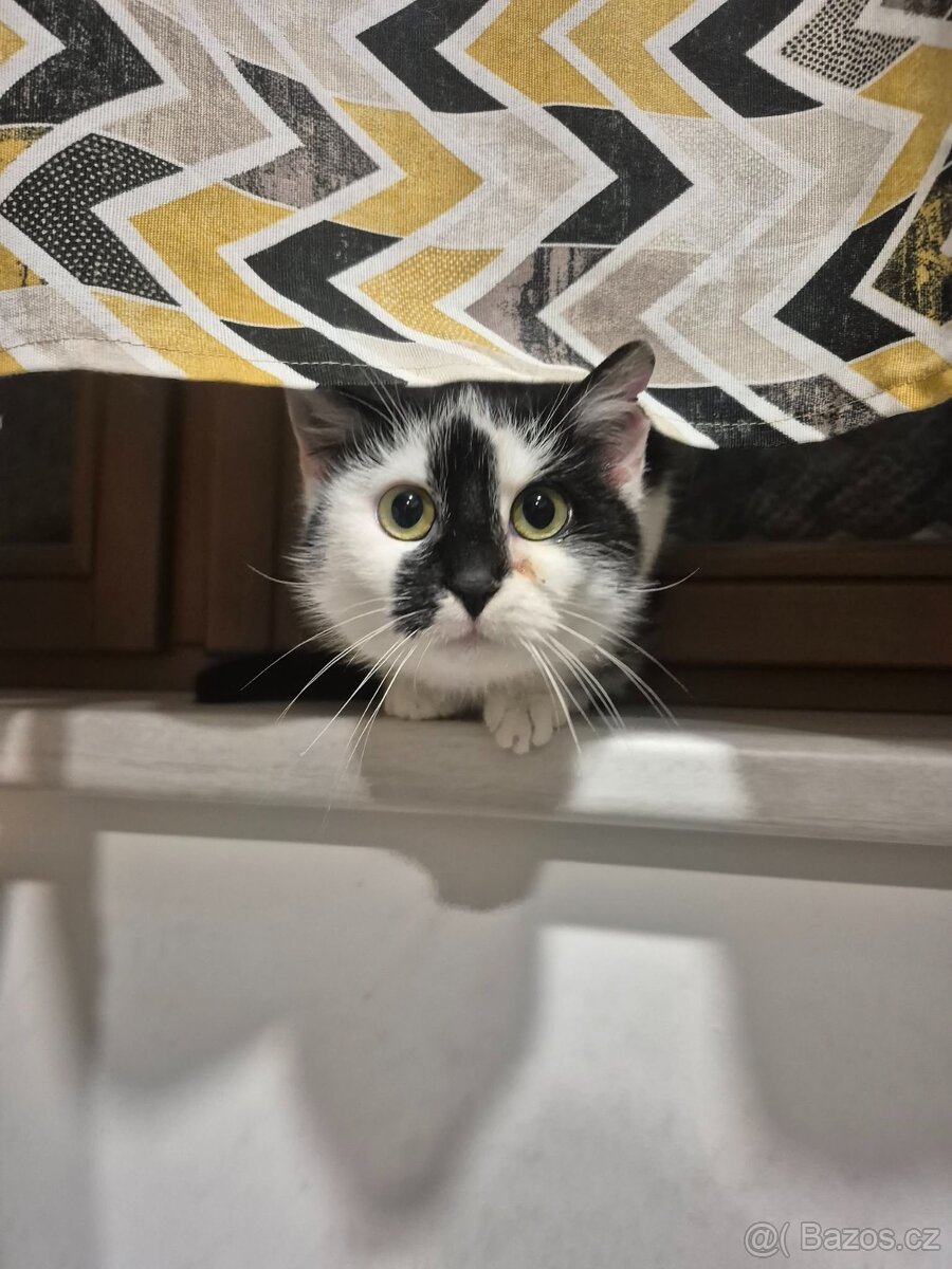 Kočička Gizy - 11