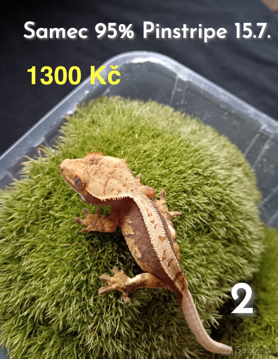 Pagekon Řasnatý - 11