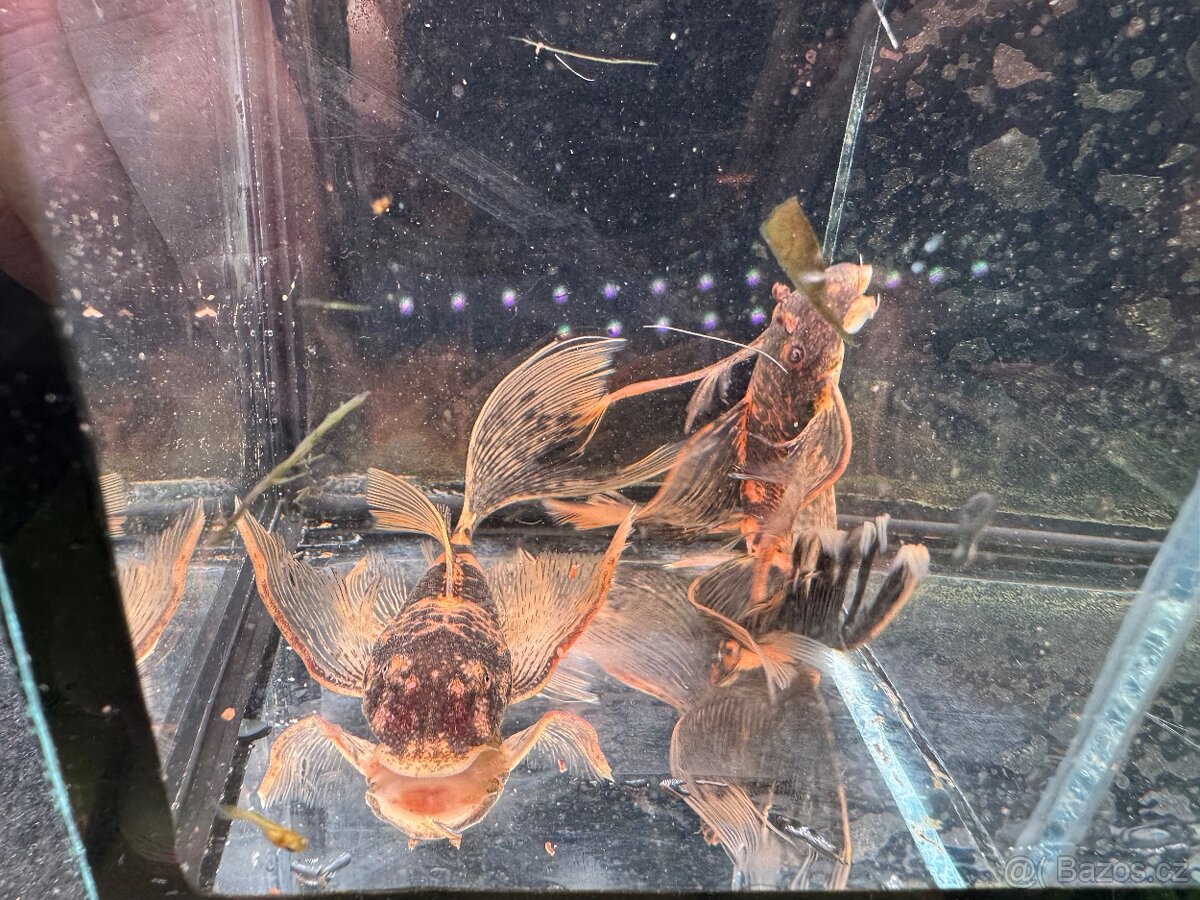 Akvarijní rybky - 11