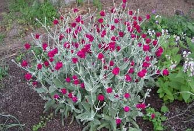 TRVALKY, SKALNIČKY, BYLINKY - 11