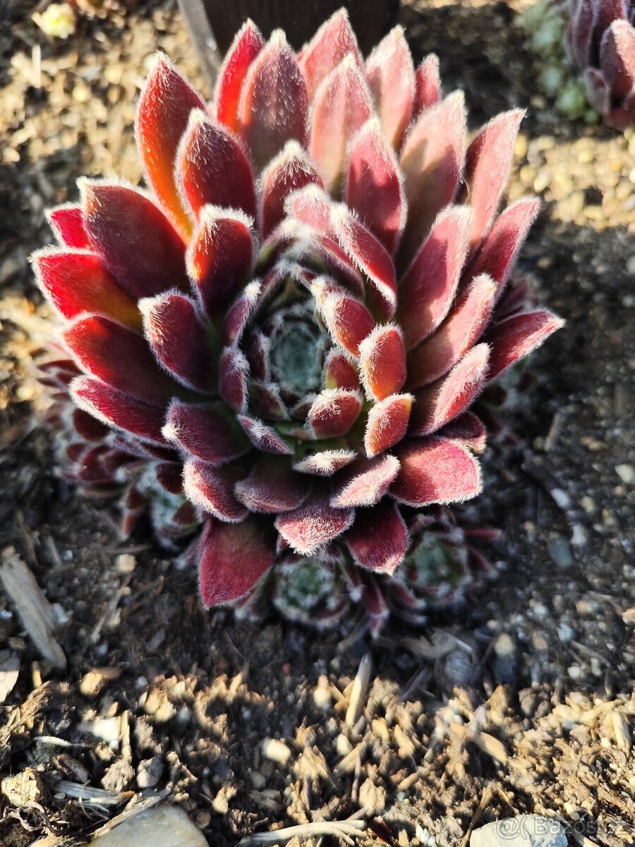 Prodám netřesky, okr. Znojmo - 11