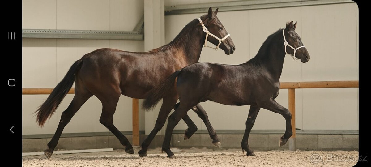 Charakterní kobylka 4 roky - Barock pinto - 11