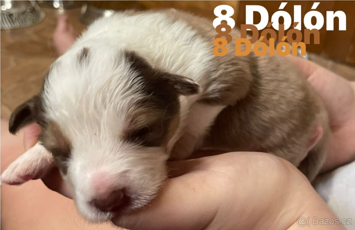 Border kolie s pp - 11