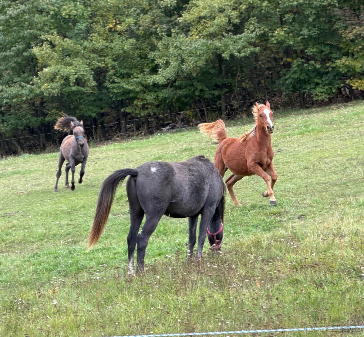 Nabízíme k prodeji arabské plnokrevníky - 11