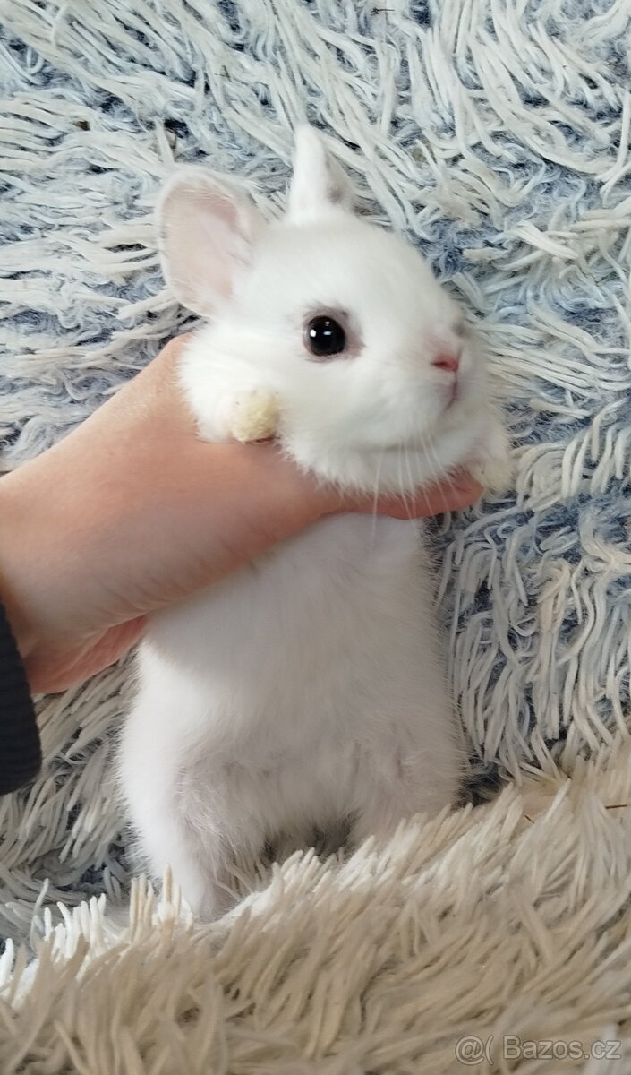 Zakrslý králík - 11