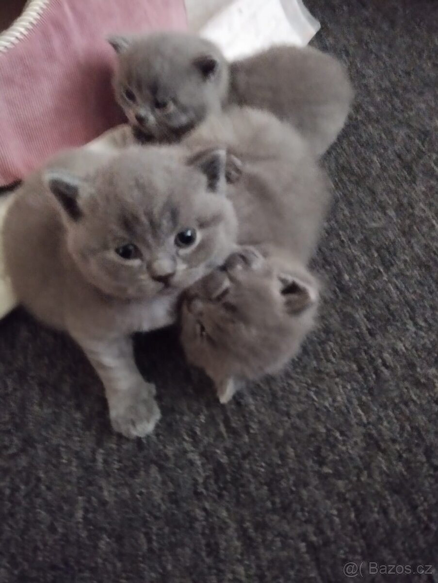 Britský kocourek ke krytí - 11