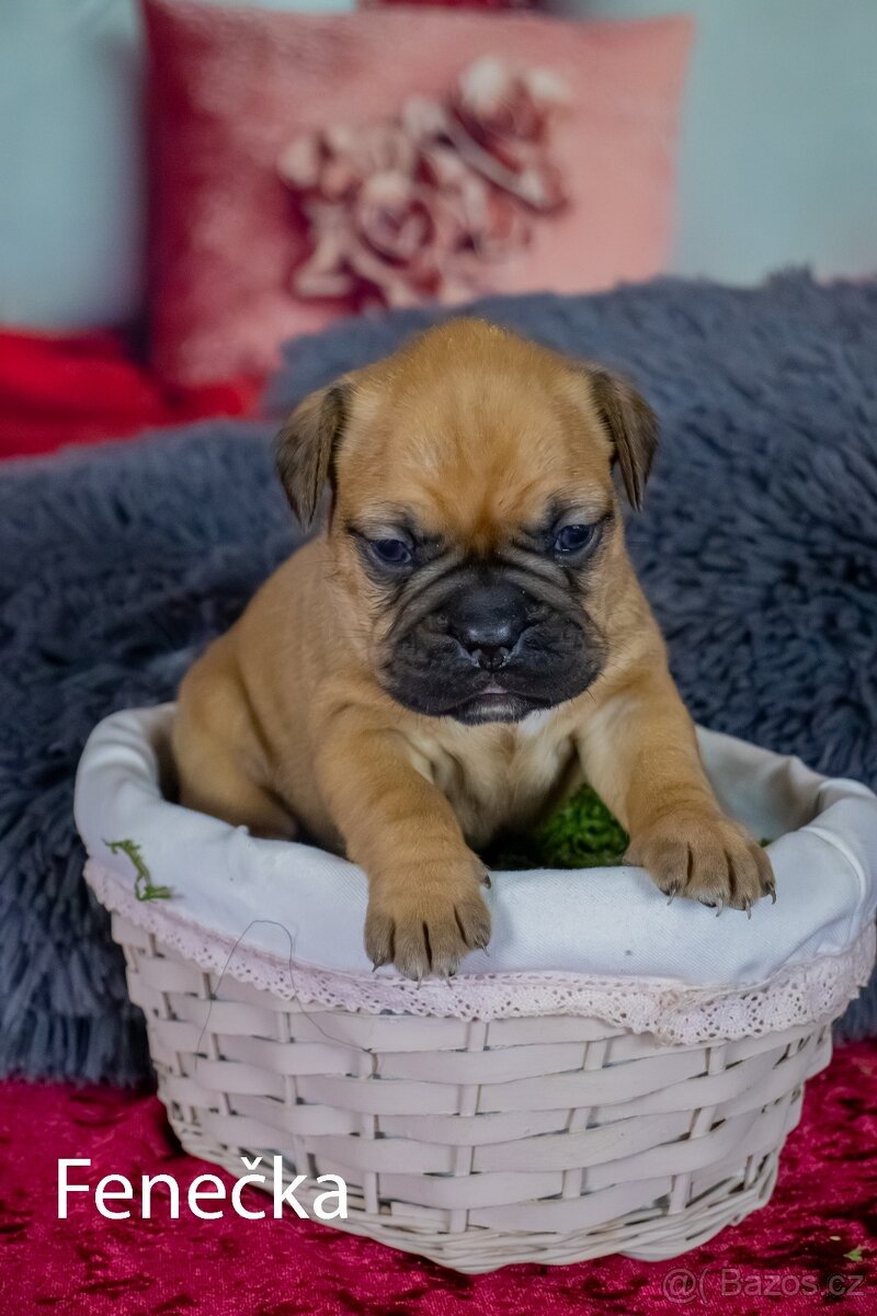 Štěňata francouzak + bordeaxska doga - 11