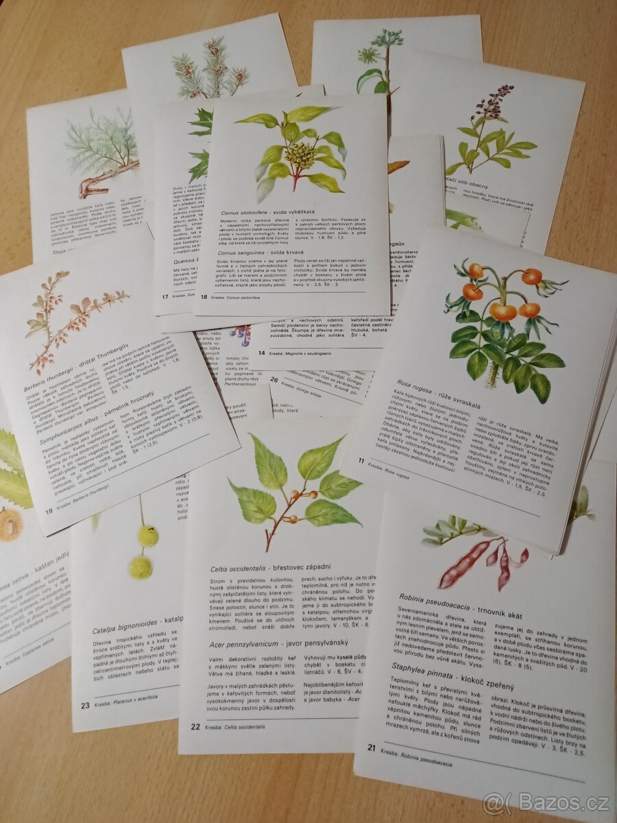 Naše zahrádka,Ovocnictví zelinářství,Škola ovocnáře - 11