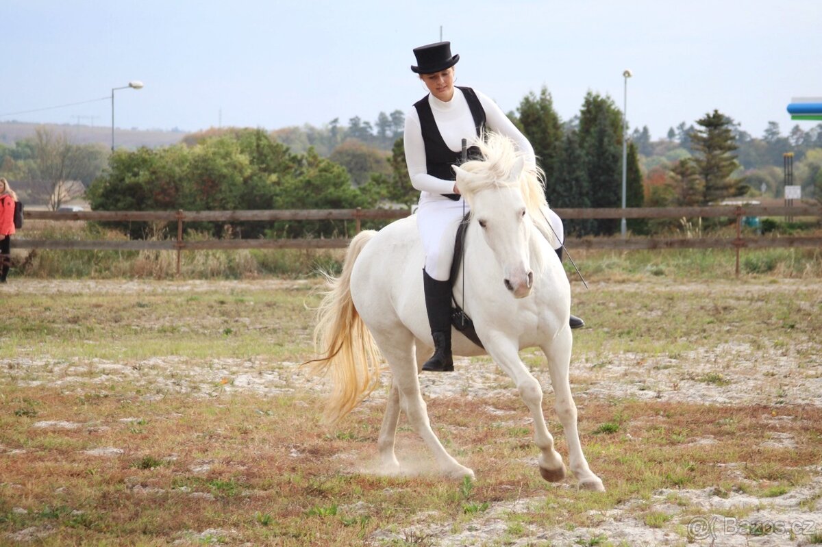 Výcvik koní - 11