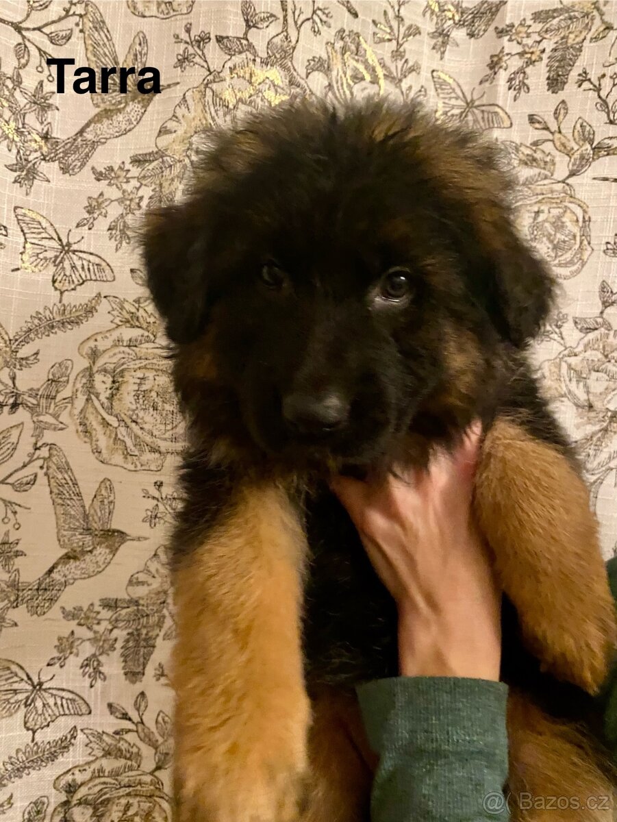 Německý ovčák štěňata s PP (dlouhosrstý) - 11