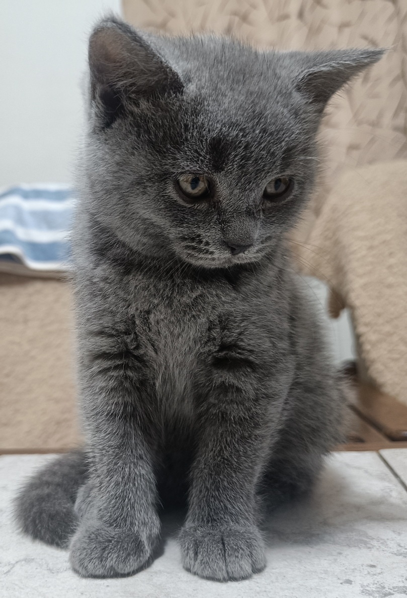 Britská koťata - 11