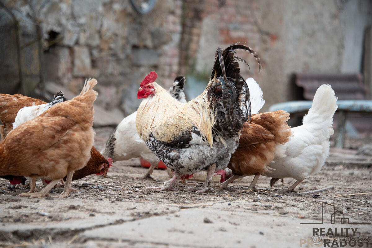 prodej rodinného domu 5+1 v Přeskačích se zahradou, RD 5+1, - 11