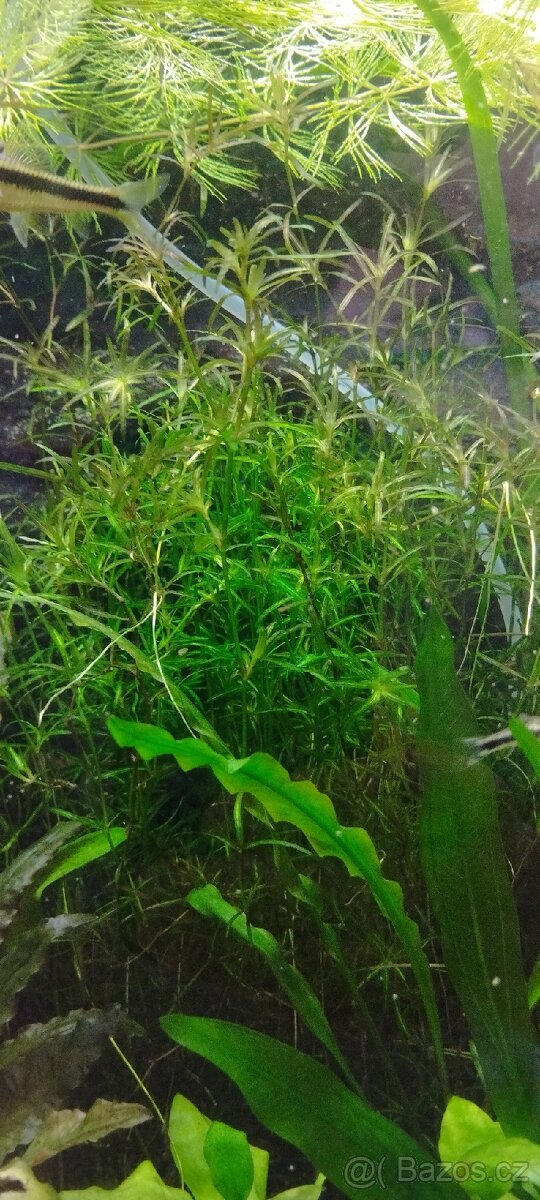 akvarijní rostliny - 11