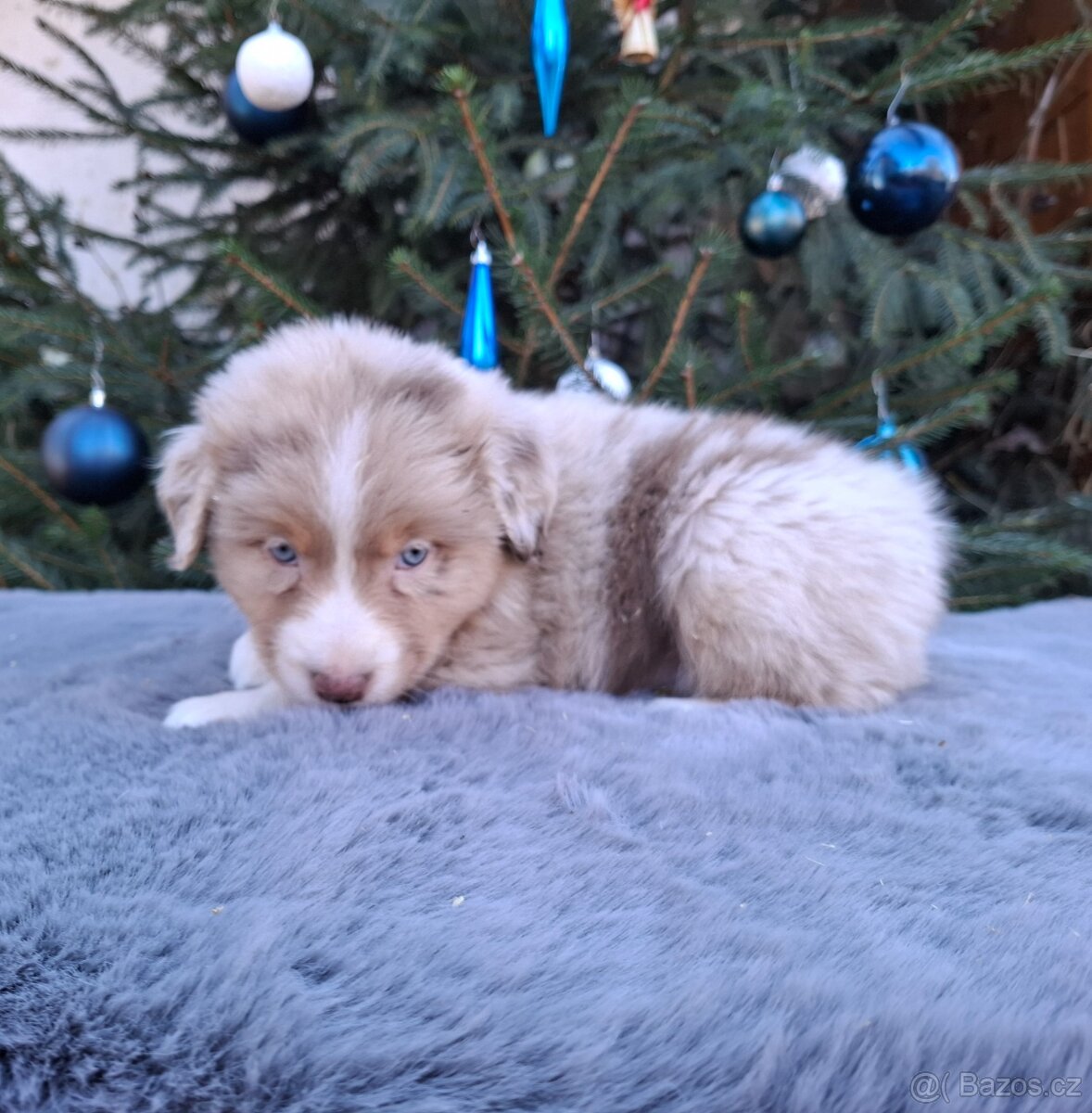 Australský ovčák s PP - 11