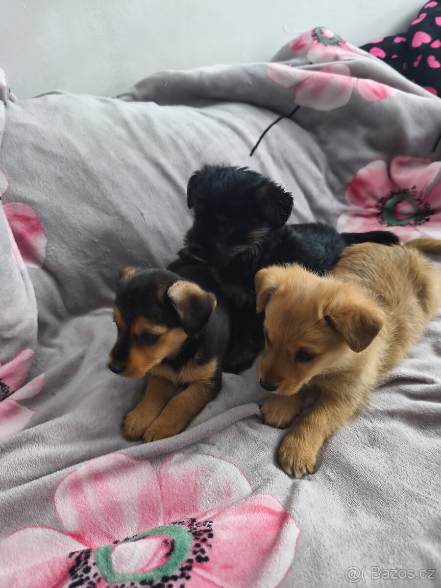 Jorkšírský teriér x pinč - 11