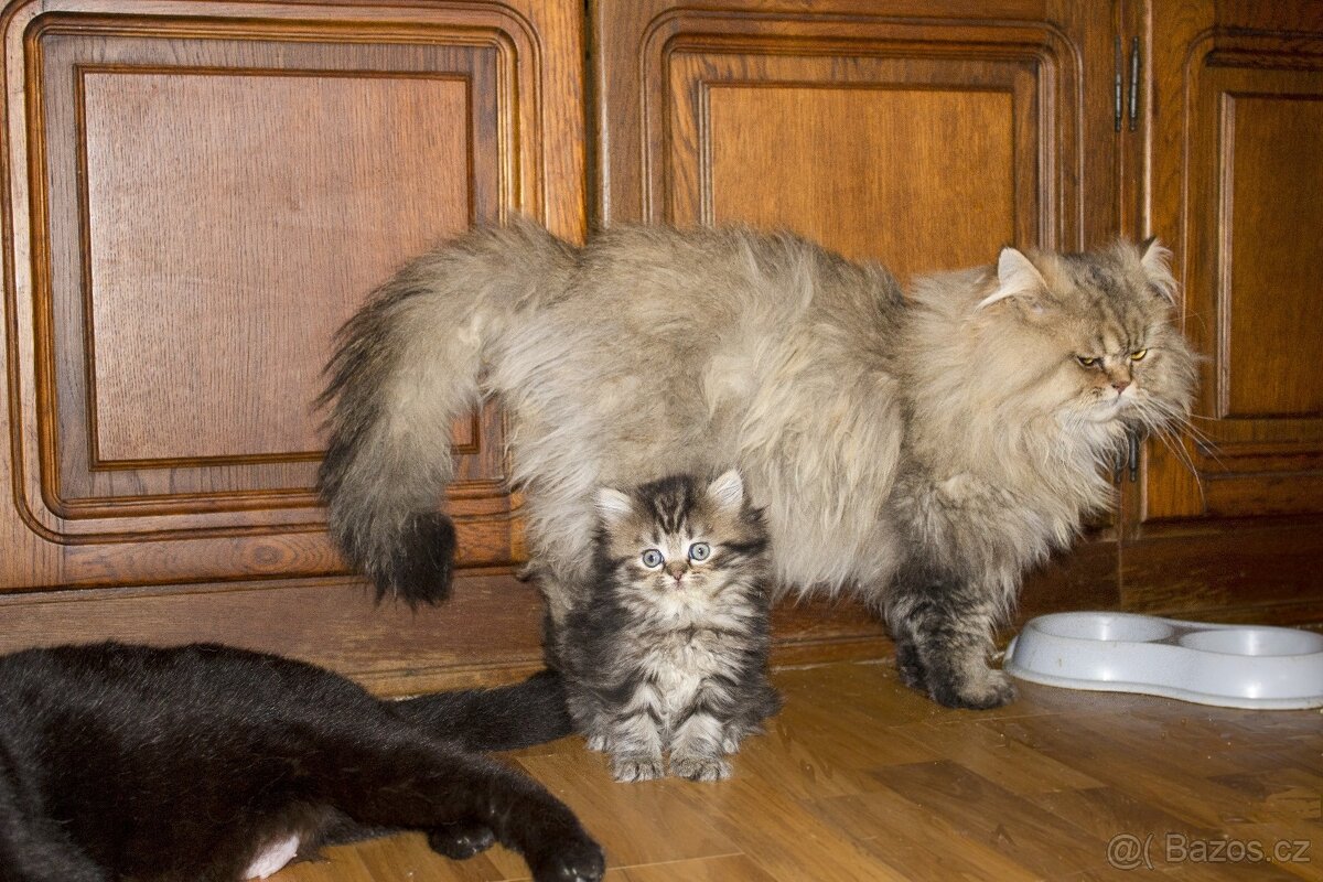 Britská koťátka - 11