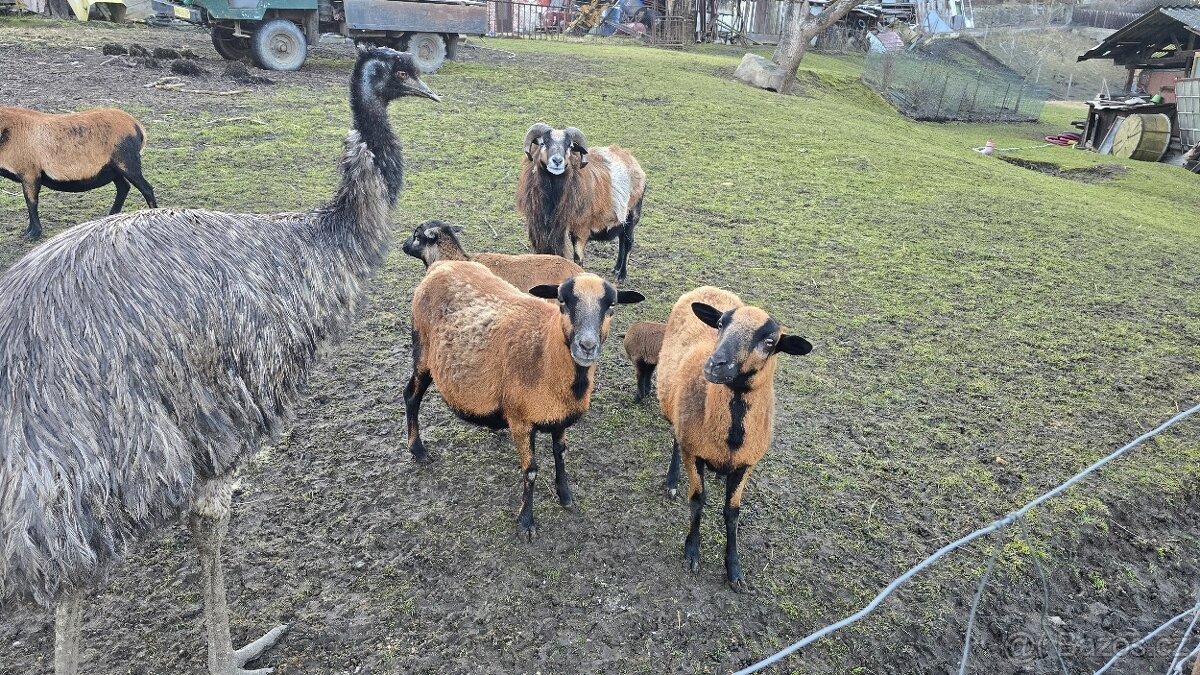 Kamerunské ovce - hobby chov - 11