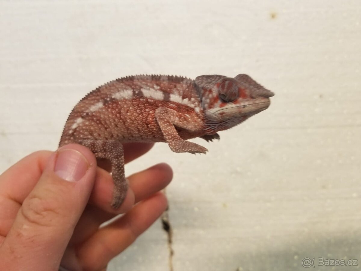 Chameleon pardáli Nosy be - 11