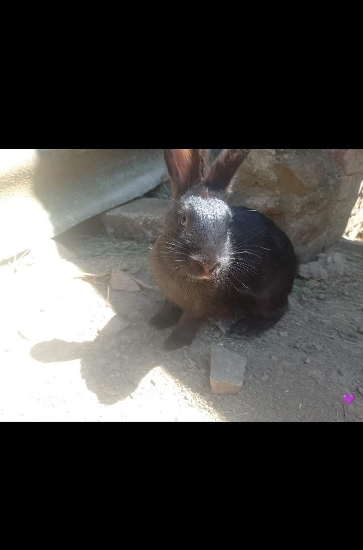Mazlivý králíčci na prodej - 11