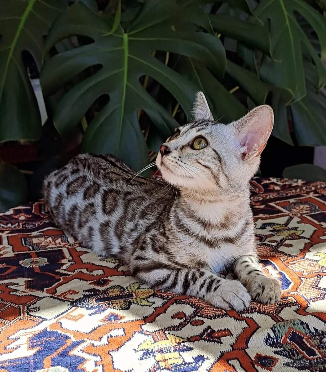 PŘEDBĚŽNÁ REZERVACE LUXUSNÍ Bengálská stříbrná koťáta s PP - 11