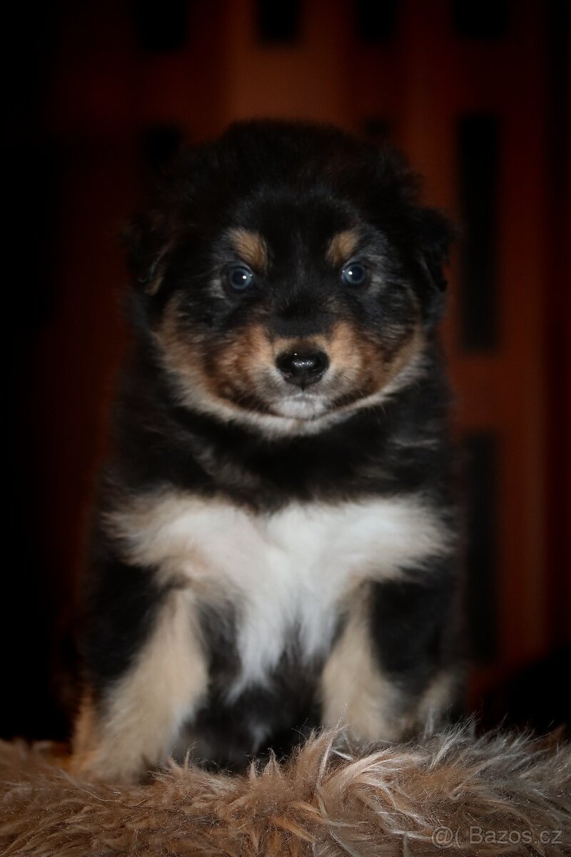 Australských ovčák s PP - 11