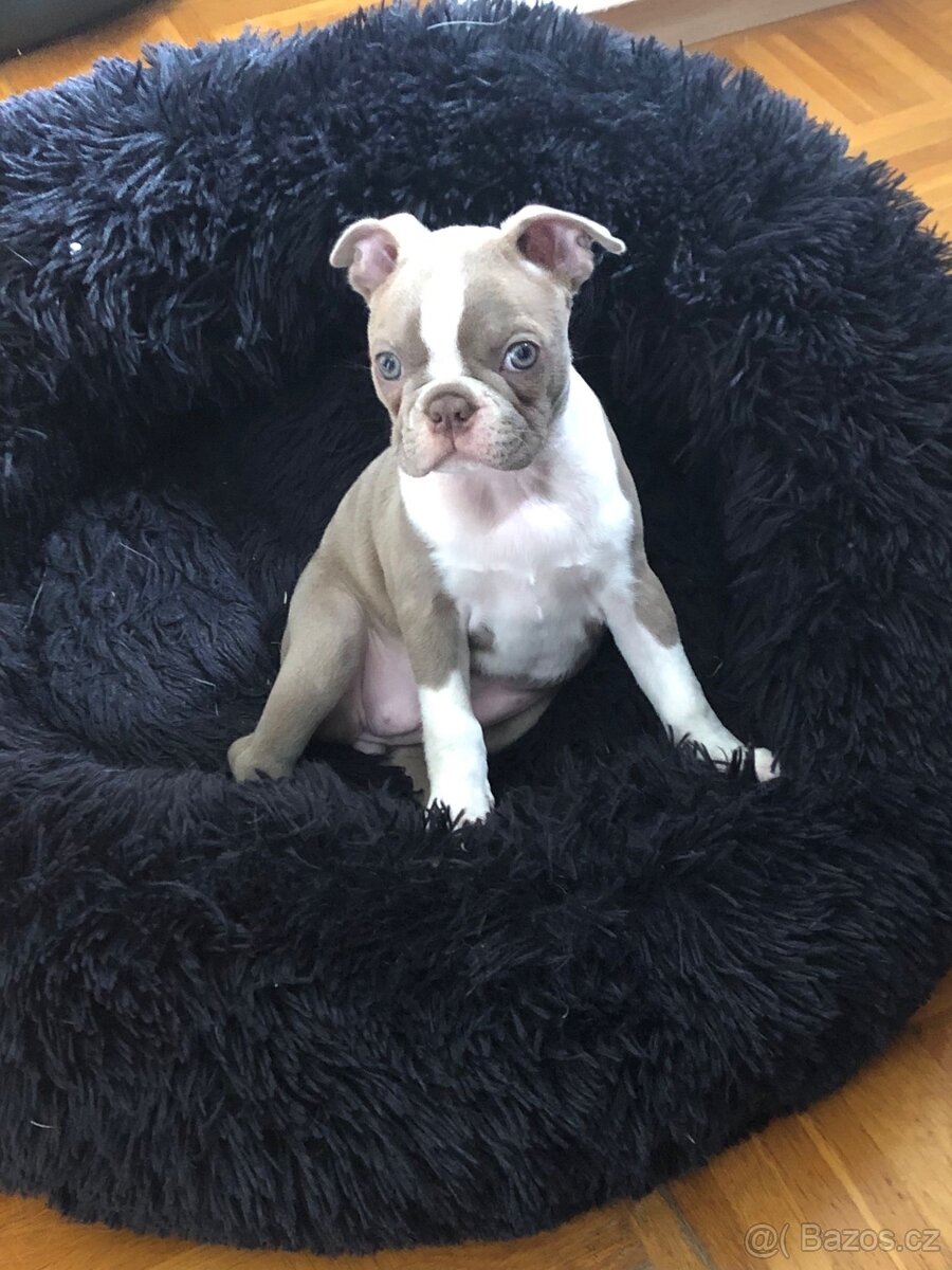 Bostonský teriér s PP - 11