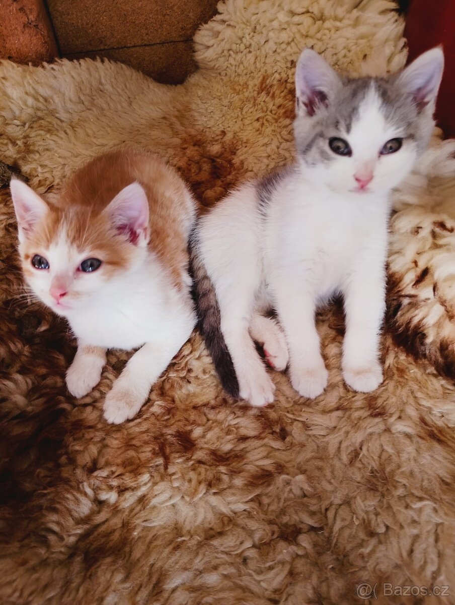 Modrooký kočky - 11