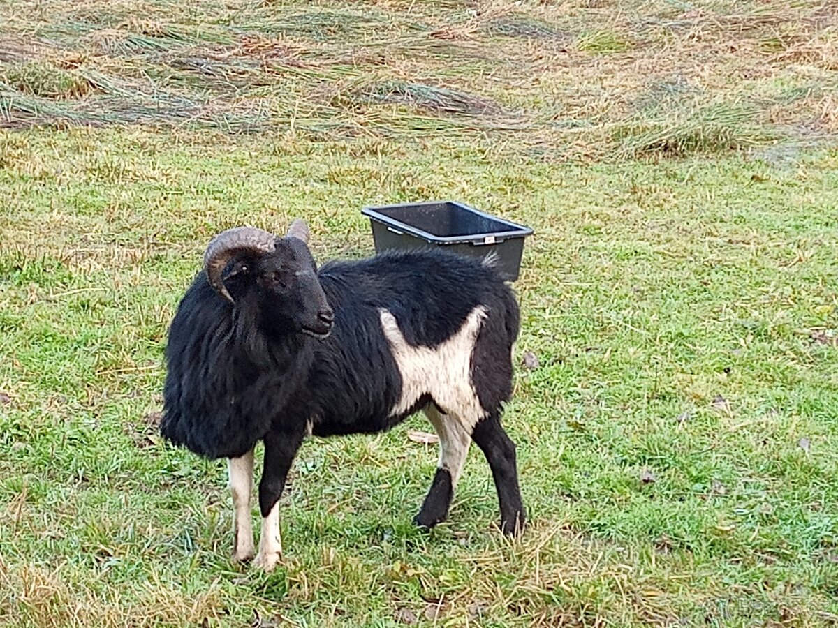 Kamerunské ovce - 11