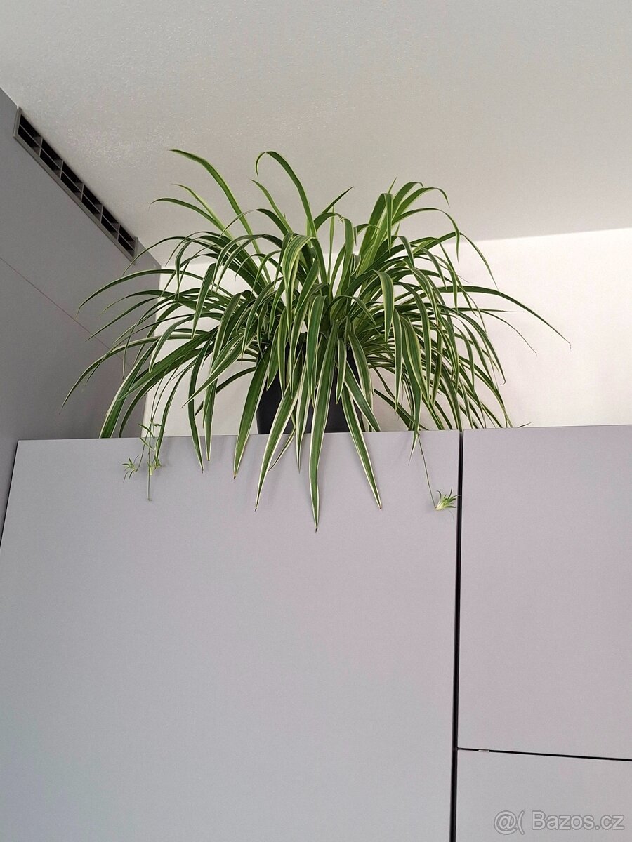 Plectrantus red + keramický obal - 11