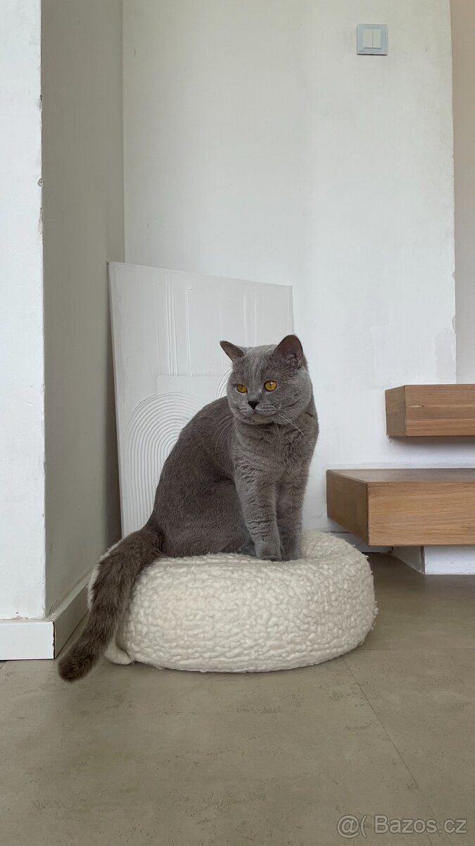 Britský kocour ke krytí - 11
