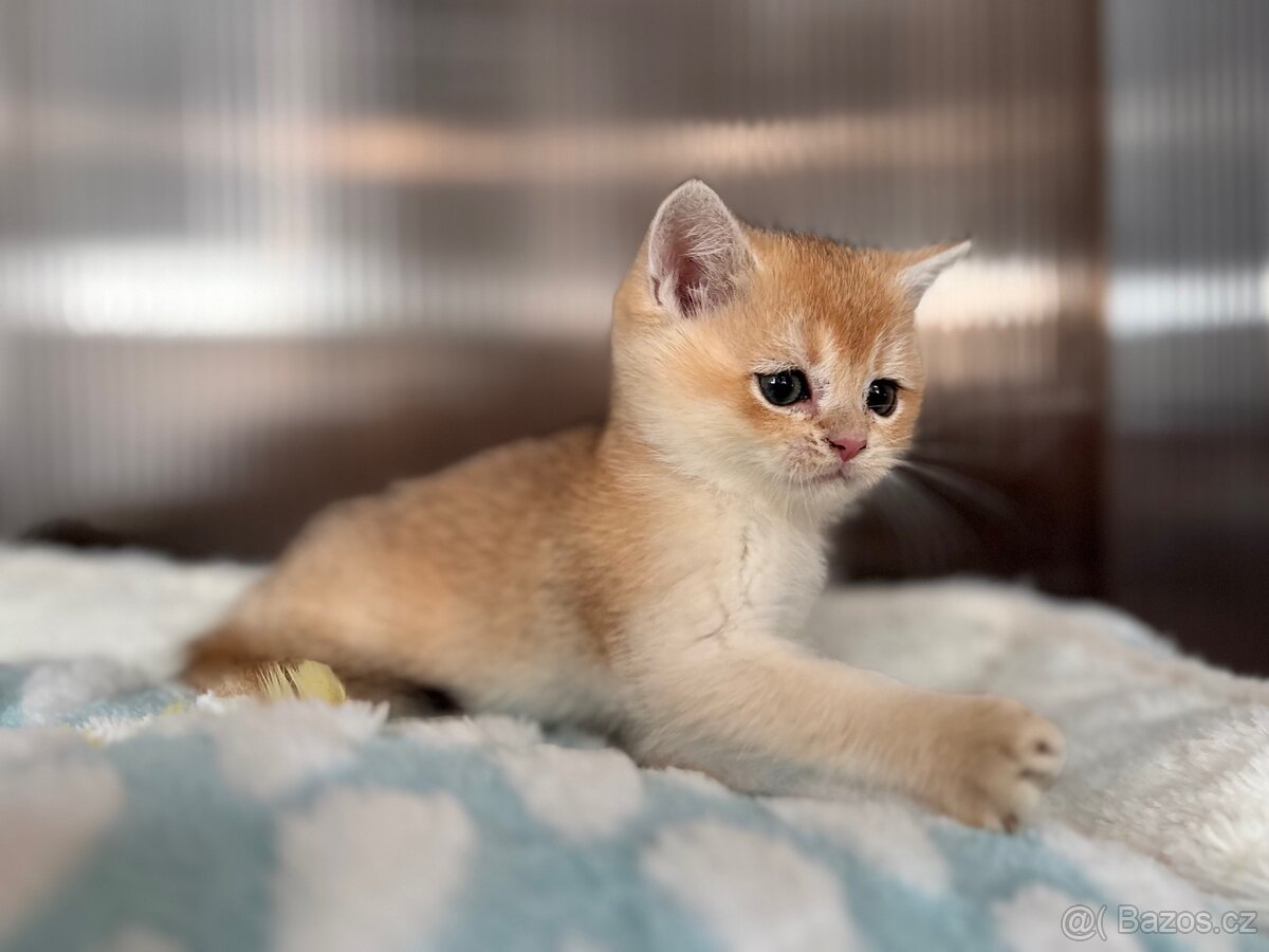 Luxusní zlata britská koťata s PP pro chov - 11