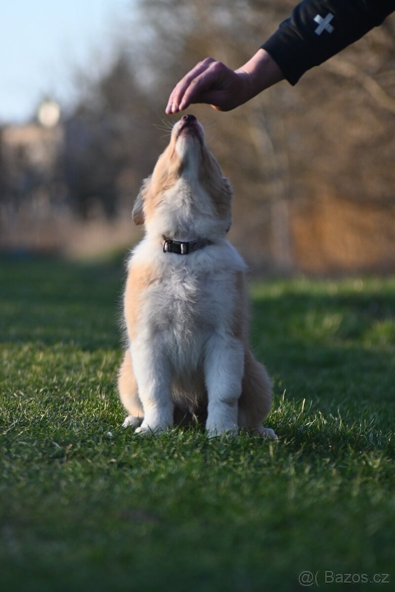 Border Collie / Border Kólia s PP - 11