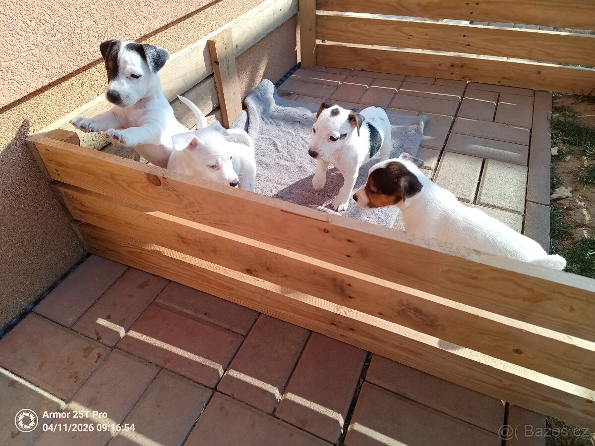 štěňata - Jack Russell teriér - 11