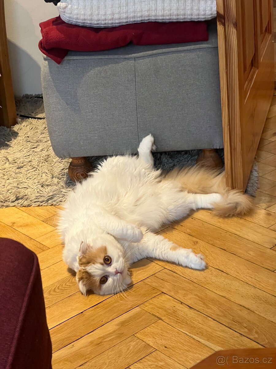 Kocour k nakrytí - 11
