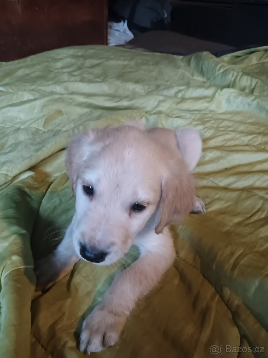 Štěňata - 11