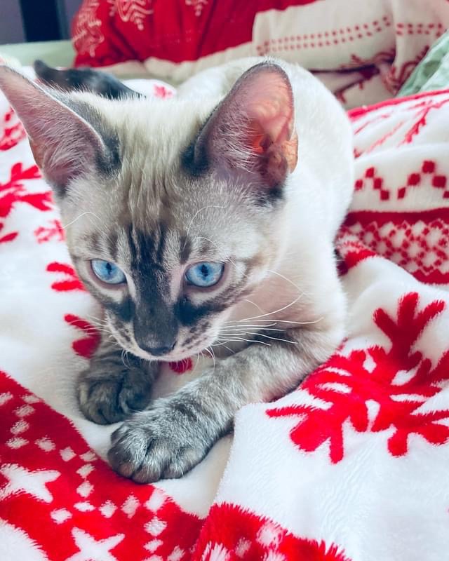 Bengálská kočka,bengálské kotě - 11