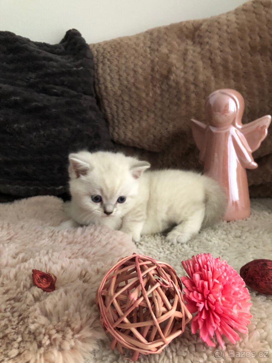 Čistokrevná britská krátkosrstá koťata po rodičích s PP - 11