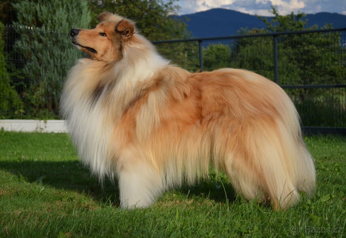 KOLIE DLOUHOSRSTA ZLATA - 11