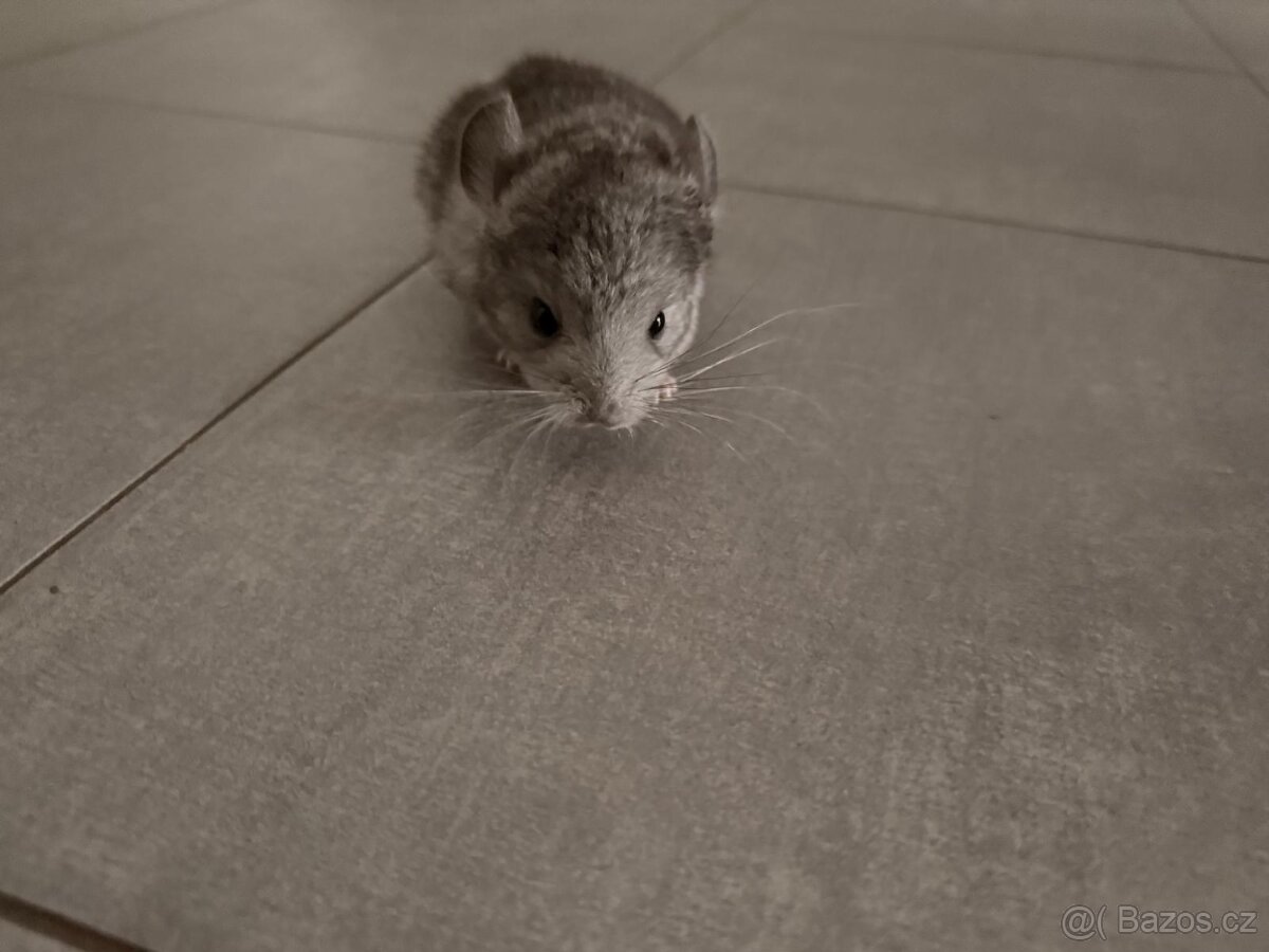 Činčila mládě samičky - 11