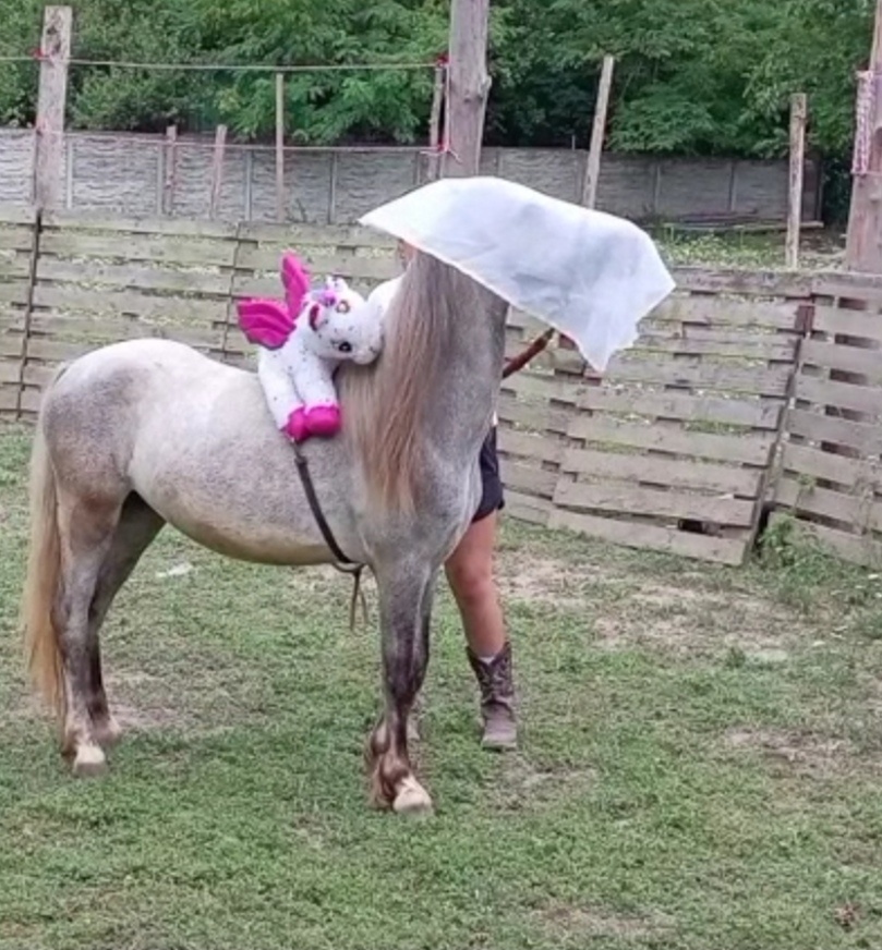 Welsh Mountain Pony - 11