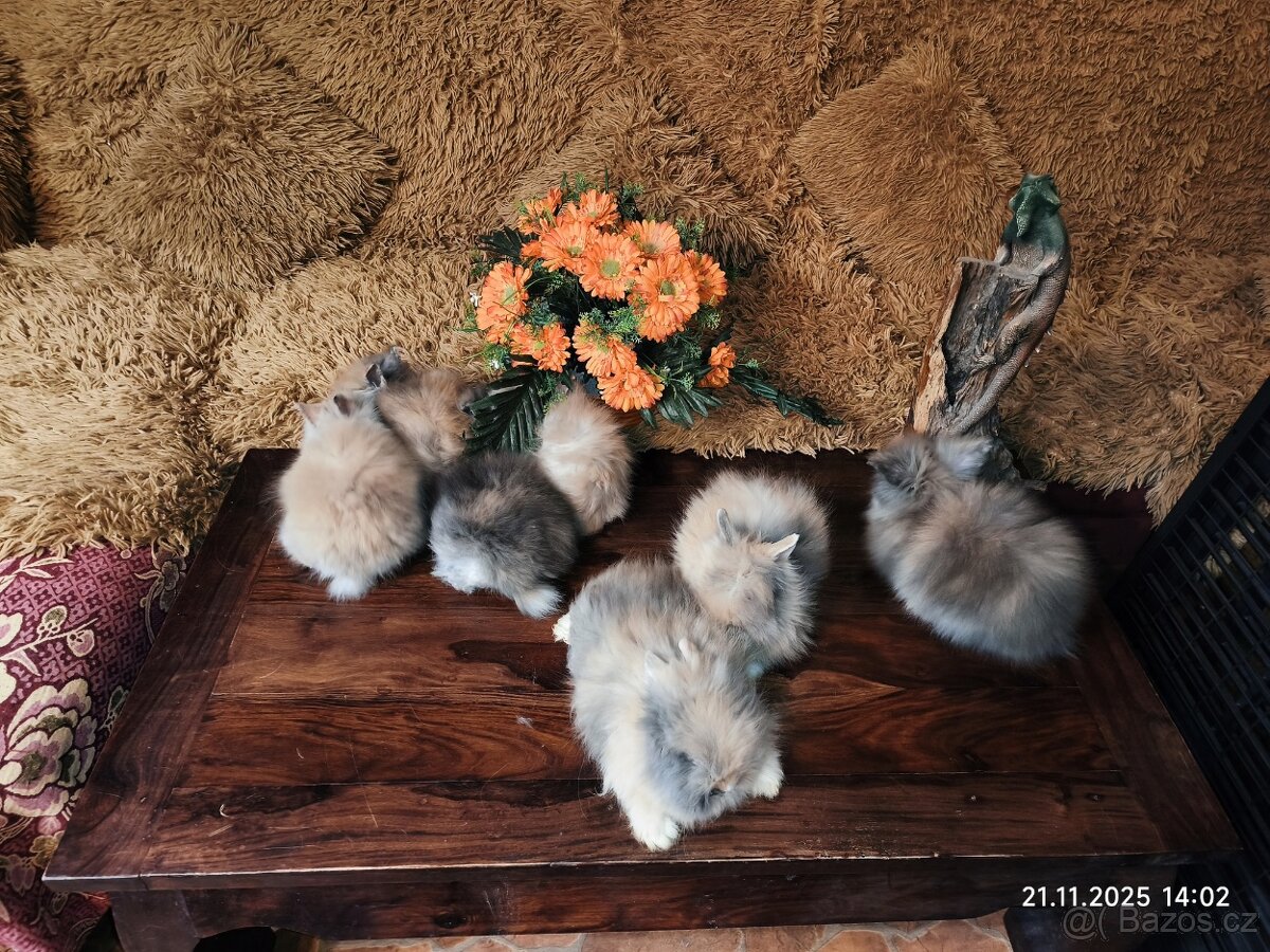 Teddy králíčci zakrslí dlouhosrstí - 11