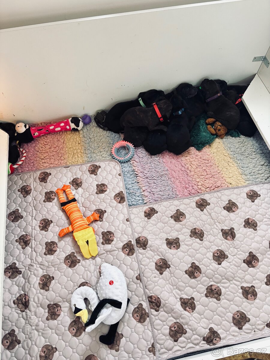 Cane corso s PP - 11 Vánočních štěňátek k rezervaci - 11