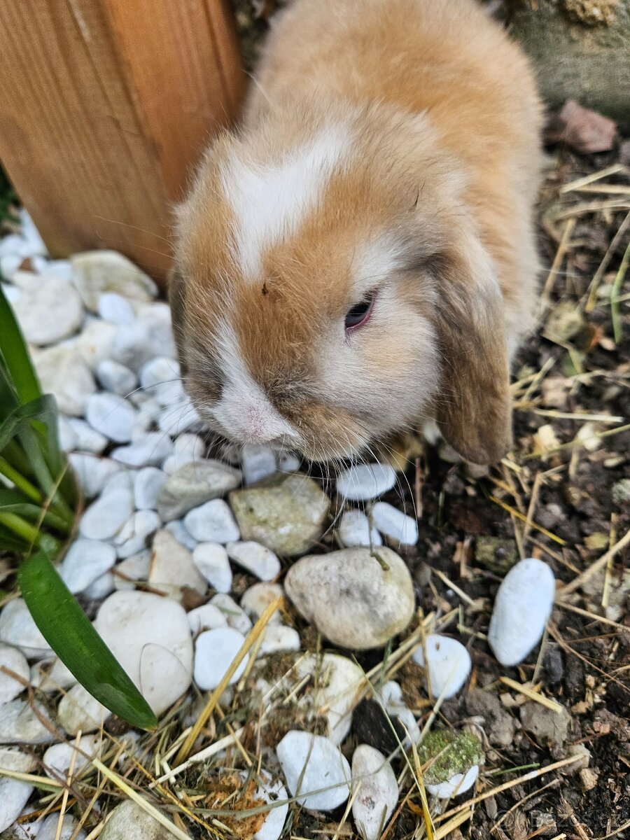 Zakrslý králík - 11