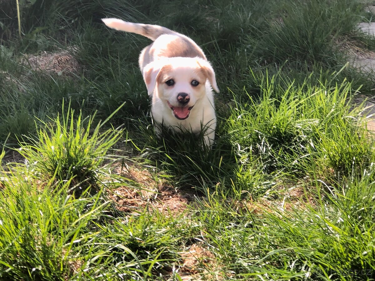 Štěně - kříženec - 11