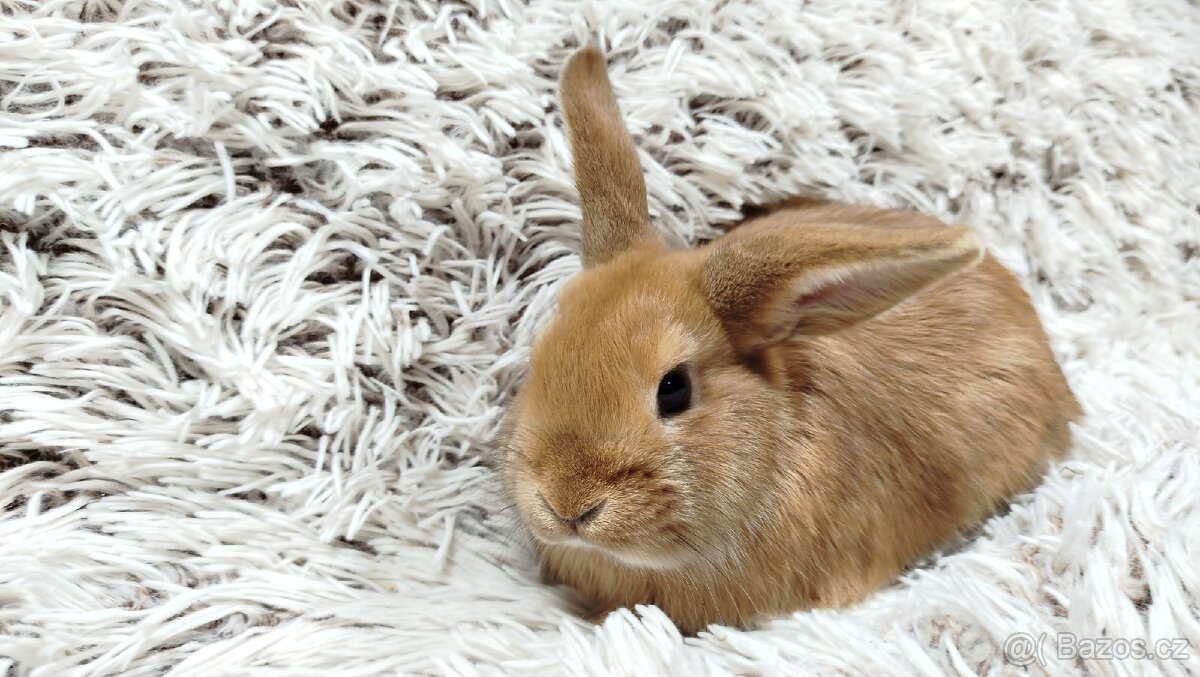 Zakrslý králík, králíček - LILI - 11